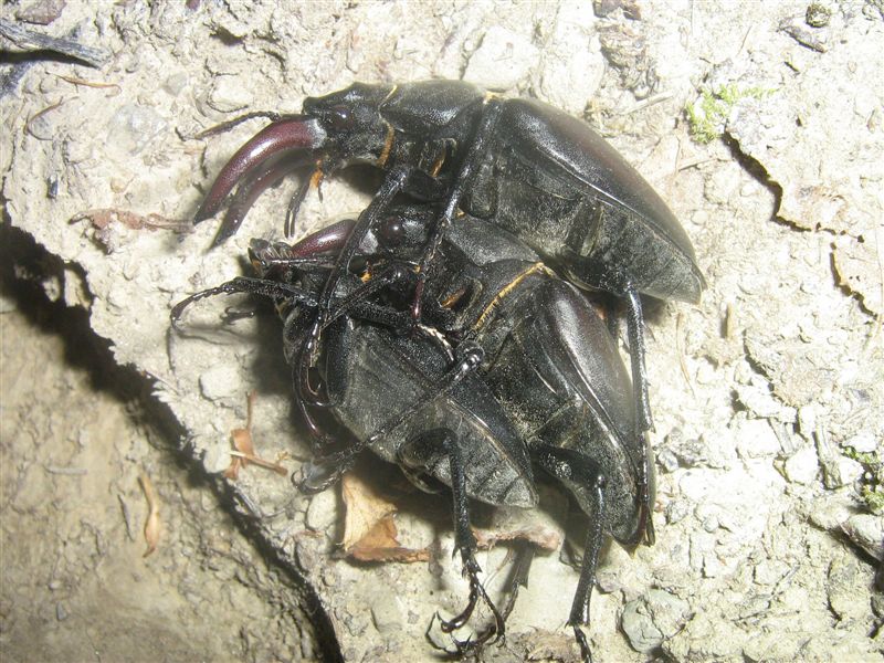 Cervi volanti... invasione ed accoppiamento